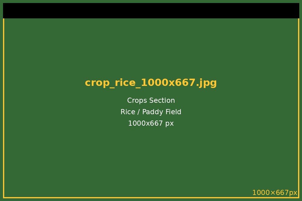 Rice
